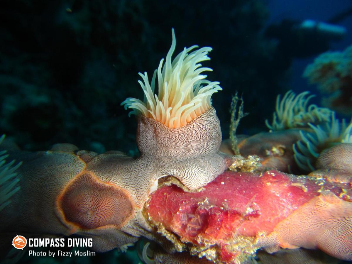 Compass Diving Resort Beloi Экстерьер фото